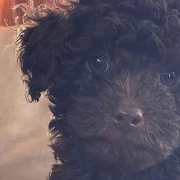 Poodles from Pawsome Poodles