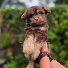 Oops - Red phantom male Aussiedoodle puppy in Centreville, Mississippi from Trin's Designer Doodles