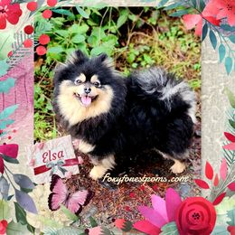 Elsa - Pomeranian