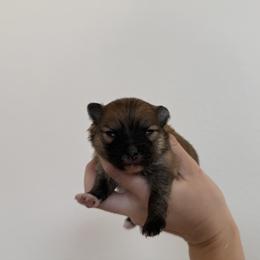 Copper AKC Male - Orange sable male Pomeranian puppy in Las Vegas, Nevada from POM SOCIETY