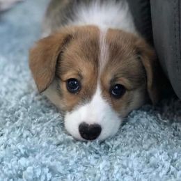 Pembroke Welsh Corgi Puppies from Rainbow Corgi Farms