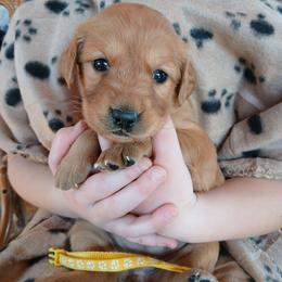Yellow - Dark golden female Golden Retriever puppy in Lanesboro, Minnesota from Eagle Ridge Golden Retrievers