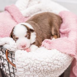 Australian Shepherd Puppies from Cornerstone Australian Shepherds