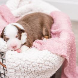 Australian Shepherd Puppies from Cornerstone Australian Shepherds
