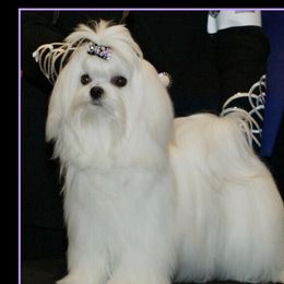 Suzi - Maltese