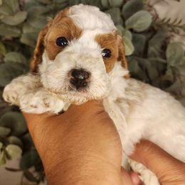 Biscuit - Blenheim male Cavapoo puppy in Roseville, California from Heavenly Goldendoodles
