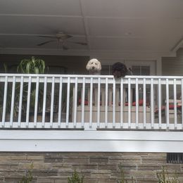 Goldendoodle Puppies from Crystal Coast Cuddles