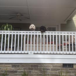 Goldendoodle Puppies from Crystal Coast Cuddles