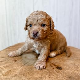 Bellini - Red female Assorted Doodle Crosses puppy in Arlington, Washington from Doodle Love Laugh