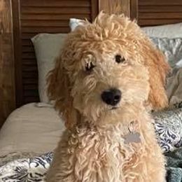 Assorted Doodle Crosses, Goldendoodles, Golden Retrievers, and Sheepadoodles from CelticDoods