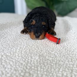Red - Phantom male Bernedoodle puppy in Charleston, South Carolina from Palm Belle Doodles