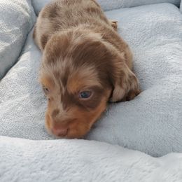 Dachshund Puppies from Chelisa Crabtree