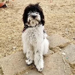 Bernedoodle and Bordoodle All Grown Up from Mesa View Puppies