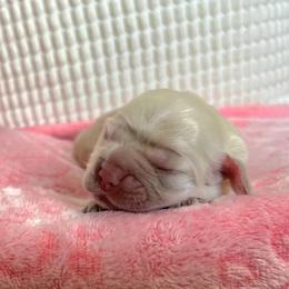 Sunny - Buff female Cocker Spaniel puppy in Corcoran, California from Sweetheart Cockers
