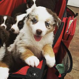 Australian Shepherds from Otter Dog Aussies