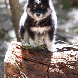 Pomsky Puppies from New World Pomskies