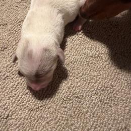 Chippy - Piebald female Dachshund puppy in Birchtree, Missouri from Cruzan Dachshunds