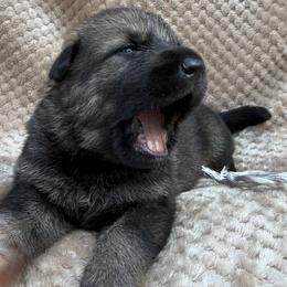 Gray - Sable male German Shepherd puppy in Buffalo, West Virginia from Z Tykev Vino LLC