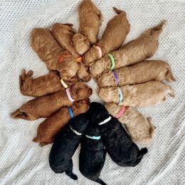 Australian Labradoodles from Rouxdle Douxdle