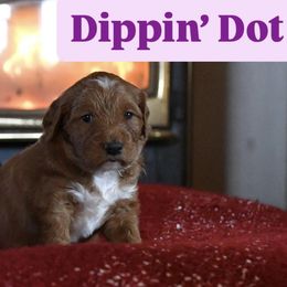 Dippin' Dot - Red  female Goldendoodle puppy in Dallas, Oregon from Angel Mortenson