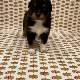 Shock - Black tri male Miniature Australian Shepherd puppy in Hillsboro, Texas from H&J Aussies