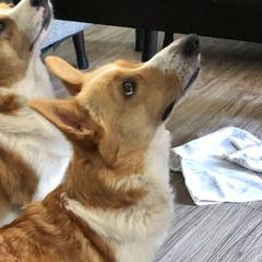 Foxy - Pembroke Welsh Corgi