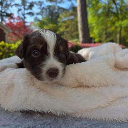 Reesie - Red tri-color female Australian Shepherd puppy in Summerville, South Carolina from Flowertown Aussies