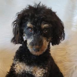 Beagles, German Shepherds, and Poodles from Nebraska K9's
