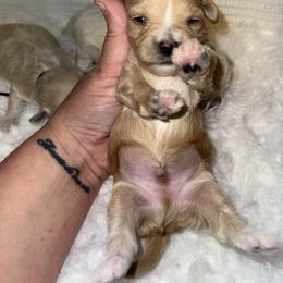 Cider - Red male Maltipoo puppy in Fredericktown, Missouri from Doodle Pups Fur-Ever