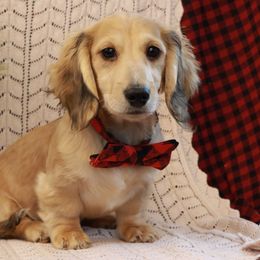 Finn - Cream male Dachshund puppy in Wakarusa, Indiana from PuppyLove Dachshunds