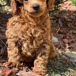 Black Gold ..... - Red  male Poodle puppy in Leesville, Louisiana from BlackGoldToyPoodles
