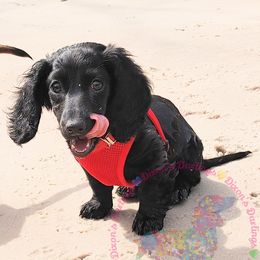 Creek - Dachshund