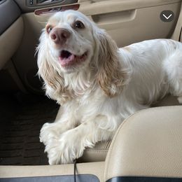 Winston - Cocker Spaniel