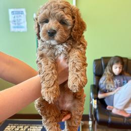 Darla - Golden female Cockapoo puppy in Roseville, California from Darby Park Doodles