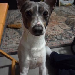 Johnny - White and blue male Rat Terrier puppy in Atlanta, Texas from CaliRats Rat Terriers