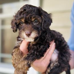 Bentley - male Havapoo puppy in Natural Bridge, Virginia from Rockbridge Puppies