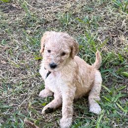W25 Male Light Blue Collar - Red  male Goldendoodle puppy in Cape Coral, Florida from GoldenDoodles Cape Coral