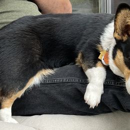 Pembroke Welsh Corgis from Carousel Corgis