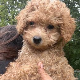 Mia - Apricot female Poodle puppy in Chattanooga, Tennessee from Joyfull Pals