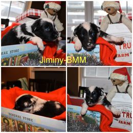 Australian Shepherd Puppies from Not Of This World Australian Shepherds