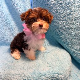 Tiny - Chocolate, tan and white female Yorkshire Terrier puppy in Shelton, Washington from Cute Yorkies