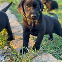 Labrador Retriever Puppies from Fatcity Labradors