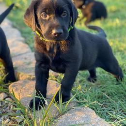 Labrador Retriever Puppies from Fatcity Labradors