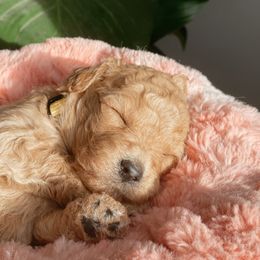 Aussiedoodle and Goldendoodle Puppies from Utah Faith Doodles
