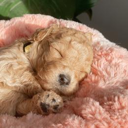 Aussiedoodle and Goldendoodle Puppies from Utah Faith Doodles