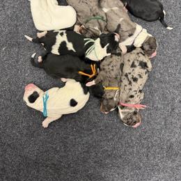 Polar Express - Merle female Bernedoodle puppy in Hegins, Pennsylvania from Bubbling Springs Doodles, LLC