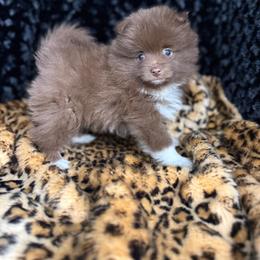 Coco - Chocolate male Pomeranian puppy in Greenville, Georgia from Breezy Hill Poms
