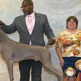 Weimaraners from Witt Weimaraner Kennel
