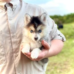 Shilo toy Pomsky - Wolf sable female Pomsky puppy in Perkins, Oklahoma from A-Dream Pomsky Kennel