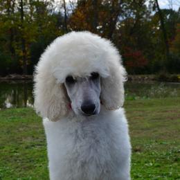 Poodle Puppies from D and D Standard Poodles